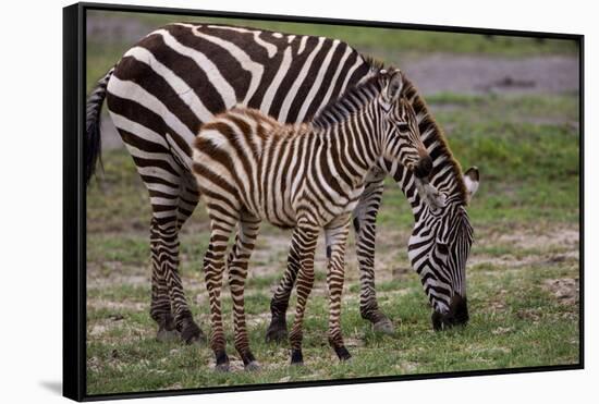 Africa. Tanzania. Female Zebra with colt, Serengeti National Park.-Ralph H. Bendjebar-Framed Stretched Canvas