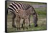 Africa. Tanzania. Female Zebra with colt, Serengeti National Park.-Ralph H. Bendjebar-Framed Stretched Canvas