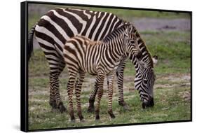 Africa. Tanzania. Female Zebra with colt, Serengeti National Park.-Ralph H. Bendjebar-Framed Stretched Canvas