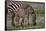 Africa. Tanzania. Female Zebra with colt, Serengeti National Park.-Ralph H. Bendjebar-Framed Stretched Canvas