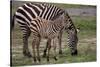 Africa. Tanzania. Female Zebra with colt, Serengeti National Park.-Ralph H. Bendjebar-Stretched Canvas