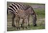 Africa. Tanzania. Female Zebra with colt, Serengeti National Park.-Ralph H. Bendjebar-Framed Photographic Print