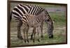 Africa. Tanzania. Female Zebra with colt, Serengeti National Park.-Ralph H. Bendjebar-Framed Photographic Print