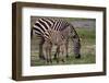 Africa. Tanzania. Female Zebra with colt, Serengeti National Park.-Ralph H. Bendjebar-Framed Photographic Print