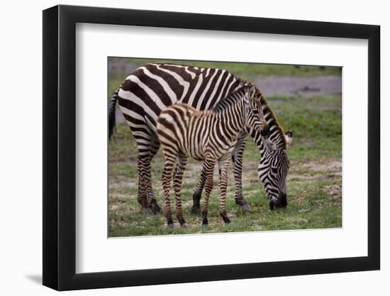 Africa. Tanzania. Female Zebra with colt, Serengeti National Park.-Ralph H. Bendjebar-Framed Photographic Print