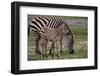 Africa. Tanzania. Female Zebra with colt, Serengeti National Park.-Ralph H. Bendjebar-Framed Photographic Print