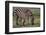 Africa. Tanzania. Female Zebra with colt, Serengeti National Park.-Ralph H. Bendjebar-Framed Photographic Print