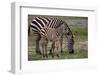 Africa. Tanzania. Female Zebra with colt, Serengeti National Park.-Ralph H. Bendjebar-Framed Photographic Print