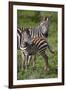 Africa. Tanzania. Female Zebra with colt, Serengeti National Park.-Ralph H. Bendjebar-Framed Photographic Print