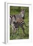 Africa. Tanzania. Female Zebra with colt, Serengeti National Park.-Ralph H. Bendjebar-Framed Photographic Print