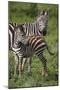 Africa. Tanzania. Female Zebra with colt, Serengeti National Park.-Ralph H. Bendjebar-Mounted Photographic Print