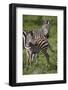 Africa. Tanzania. Female Zebra with colt, Serengeti National Park.-Ralph H. Bendjebar-Framed Photographic Print