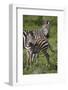 Africa. Tanzania. Female Zebra with colt, Serengeti National Park.-Ralph H. Bendjebar-Framed Photographic Print