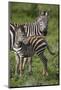 Africa. Tanzania. Female Zebra with colt, Serengeti National Park.-Ralph H. Bendjebar-Mounted Photographic Print