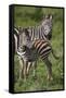 Africa. Tanzania. Female Zebra with colt, Serengeti National Park.-Ralph H. Bendjebar-Framed Stretched Canvas