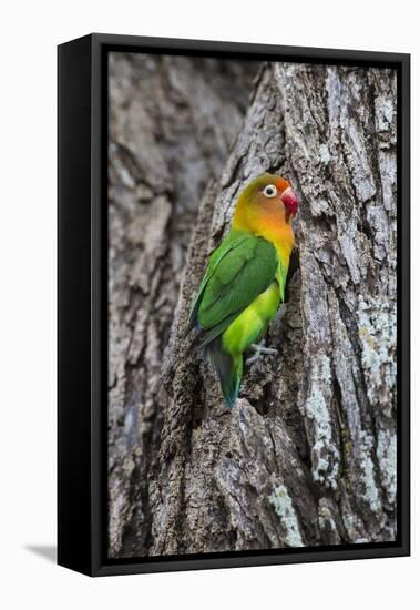 Africa. Tanzania. Fischer's lovebird in Serengeti National Park.-Ralph H. Bendjebar-Framed Stretched Canvas