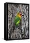 Africa. Tanzania. Fischer's lovebird in Serengeti National Park.-Ralph H. Bendjebar-Framed Stretched Canvas