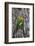 Africa. Tanzania. Fischer's lovebird in Serengeti National Park.-Ralph H. Bendjebar-Framed Photographic Print