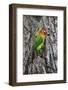 Africa. Tanzania. Fischer's lovebird in Serengeti National Park.-Ralph H. Bendjebar-Framed Photographic Print