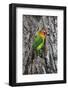 Africa. Tanzania. Fischer's lovebird in Serengeti National Park.-Ralph H. Bendjebar-Framed Photographic Print