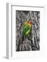 Africa. Tanzania. Fischer's lovebird in Serengeti National Park.-Ralph H. Bendjebar-Framed Photographic Print