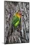 Africa. Tanzania. Fischer's lovebird in Serengeti National Park.-Ralph H. Bendjebar-Mounted Photographic Print