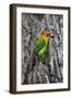 Africa. Tanzania. Fischer's lovebird in Serengeti National Park.-Ralph H. Bendjebar-Framed Photographic Print