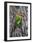 Africa. Tanzania. Fischer's lovebird in Serengeti National Park.-Ralph H. Bendjebar-Framed Photographic Print