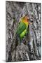 Africa. Tanzania. Fischer's lovebird in Serengeti National Park.-Ralph H. Bendjebar-Mounted Photographic Print