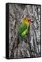 Africa. Tanzania. Fischer's lovebird in Serengeti National Park.-Ralph H. Bendjebar-Framed Stretched Canvas