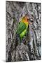 Africa. Tanzania. Fischer's lovebird in Serengeti National Park.-Ralph H. Bendjebar-Mounted Photographic Print