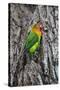 Africa. Tanzania. Fischer's lovebird in Serengeti National Park.-Ralph H. Bendjebar-Stretched Canvas