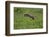 Africa. Tanzania. Golden jackal, Canis aureus, hunting, Serengeti National Park.-Ralph H. Bendjebar-Framed Photographic Print