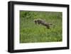 Africa. Tanzania. Golden jackal, Canis aureus, hunting, Serengeti National Park.-Ralph H. Bendjebar-Framed Photographic Print