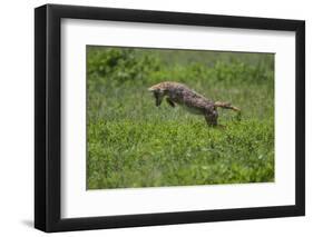 Africa. Tanzania. Golden jackal, Canis aureus, hunting, Serengeti National Park.-Ralph H. Bendjebar-Framed Photographic Print