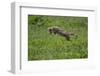 Africa. Tanzania. Golden jackal, Canis aureus, hunting, Serengeti National Park.-Ralph H. Bendjebar-Framed Photographic Print