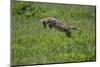 Africa. Tanzania. Golden jackal, Canis aureus, hunting, Serengeti National Park.-Ralph H. Bendjebar-Mounted Photographic Print