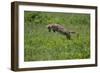 Africa. Tanzania. Golden jackal, Canis aureus, hunting, Serengeti National Park.-Ralph H. Bendjebar-Framed Photographic Print