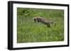 Africa. Tanzania. Golden jackal, Canis aureus, hunting, Serengeti National Park.-Ralph H. Bendjebar-Framed Photographic Print