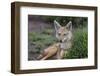 Africa. Tanzania. Golden jackal, Canis aureus, Serengeti National Park.-Ralph H. Bendjebar-Framed Premium Photographic Print