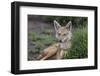 Africa. Tanzania. Golden jackal, Canis aureus, Serengeti National Park.-Ralph H. Bendjebar-Framed Premium Photographic Print