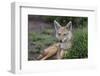 Africa. Tanzania. Golden jackal, Canis aureus, Serengeti National Park.-Ralph H. Bendjebar-Framed Premium Photographic Print