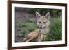 Africa. Tanzania. Golden jackal, Canis aureus, Serengeti National Park.-Ralph H. Bendjebar-Framed Photographic Print