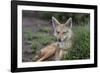 Africa. Tanzania. Golden jackal, Canis aureus, Serengeti National Park.-Ralph H. Bendjebar-Framed Photographic Print