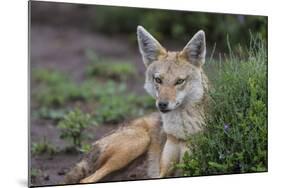 Africa. Tanzania. Golden jackal, Canis aureus, Serengeti National Park.-Ralph H. Bendjebar-Mounted Photographic Print