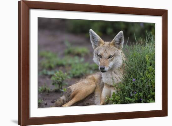 Africa. Tanzania. Golden jackal, Canis aureus, Serengeti National Park.-Ralph H. Bendjebar-Framed Photographic Print