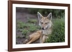 Africa. Tanzania. Golden jackal, Canis aureus, Serengeti National Park.-Ralph H. Bendjebar-Framed Photographic Print