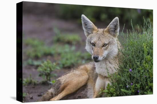 Africa. Tanzania. Golden jackal, Canis aureus, Serengeti National Park.-Ralph H. Bendjebar-Stretched Canvas