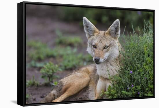 Africa. Tanzania. Golden jackal, Canis aureus, Serengeti National Park.-Ralph H. Bendjebar-Framed Stretched Canvas