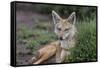 Africa. Tanzania. Golden jackal, Canis aureus, Serengeti National Park.-Ralph H. Bendjebar-Framed Stretched Canvas